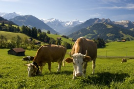 Beo_Gstaad_KeyVisual_Cows1.jpg