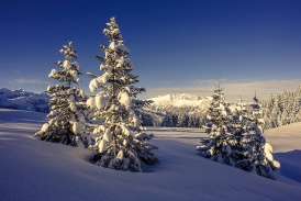 Beo_Lenk-Simmental.jpg
